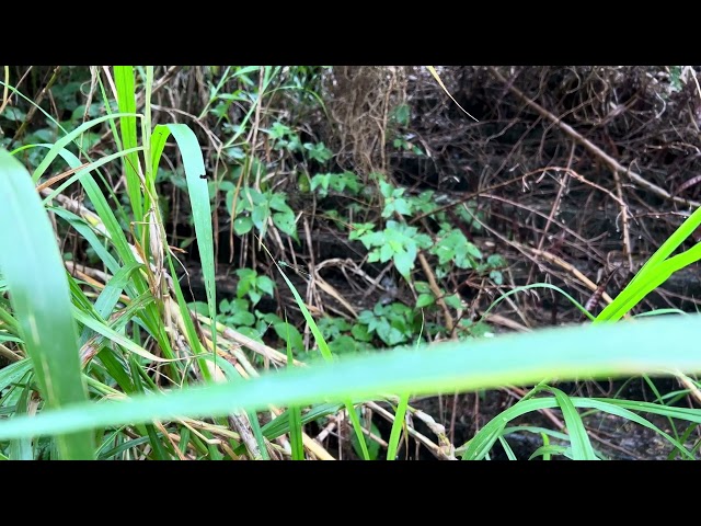 Ischnura senegalensis