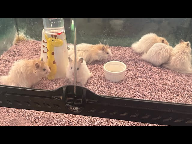 Animal videos! Pets You’ve Never Seen Before #animal #animals #animalshorts #education #kids 