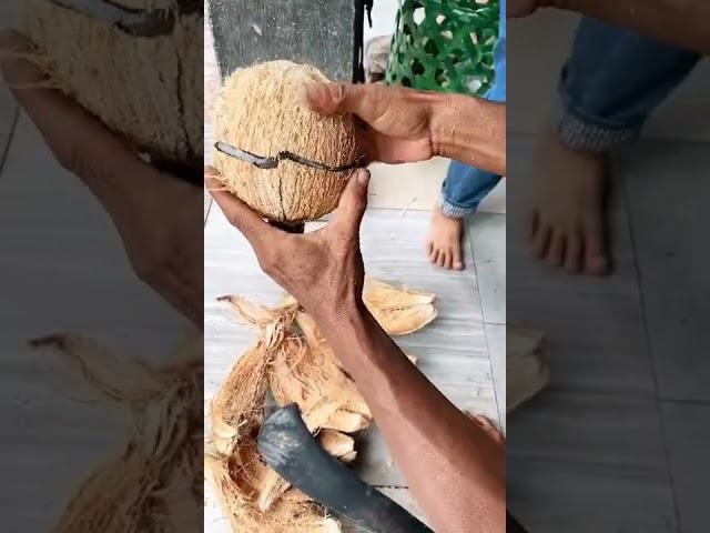 Ripe coconut cutting