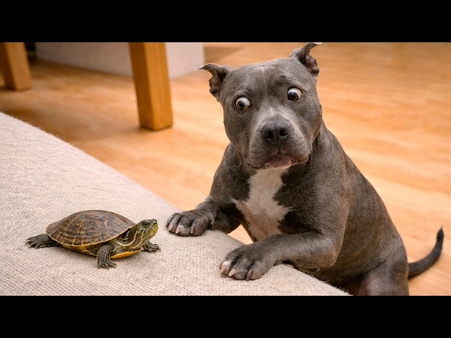 Funniest Animal Videos 😂 When Things Get Wild Real Fast