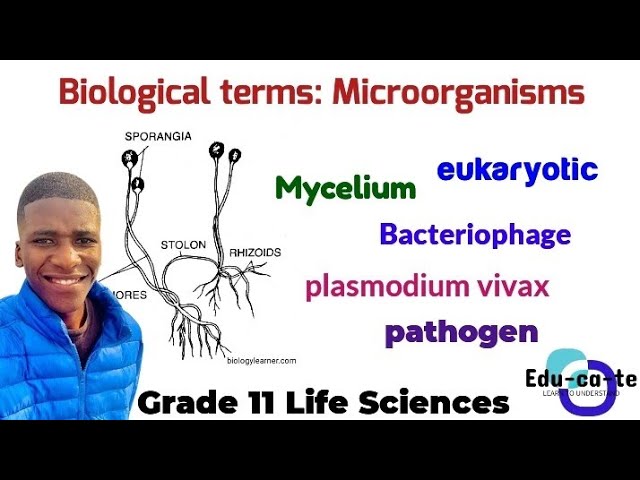 Biological Terms - Biodiversity of Microorganisms (Grade 11 Life Sciences)