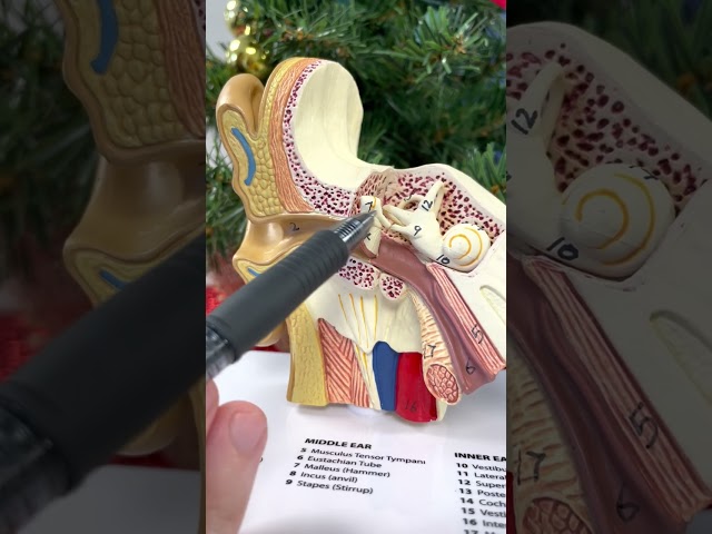 Whats the Difference between CONDUCTIVE and SENSINEURAL HEARING LOSS