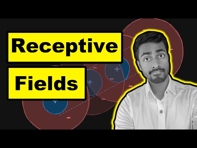Receptive Fields - Explained