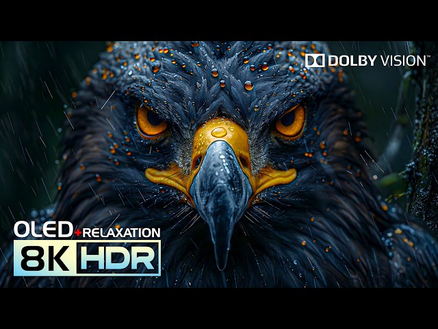 True OLED HDR Experience 8K Video | Dolby Vision 16K 120fps (8K/4K Video TV)