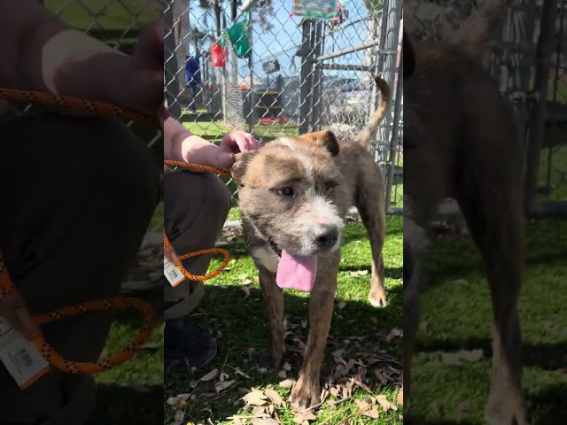 NEW A5677879 Milo (Scruffy) | Pitbull (Spanish)
