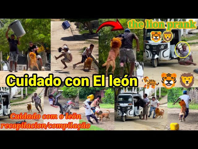 Broma del león🦁🐯 / Pegadinha do leõn /the lion prank recopilacion