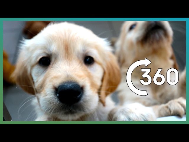 ADORABLE Puppy Guide Dogs In 360° | The Travel Edit