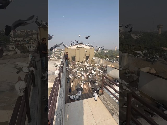 #kabootarbazi #kabootar #birds #shorts #short #viral #youtubeshorts