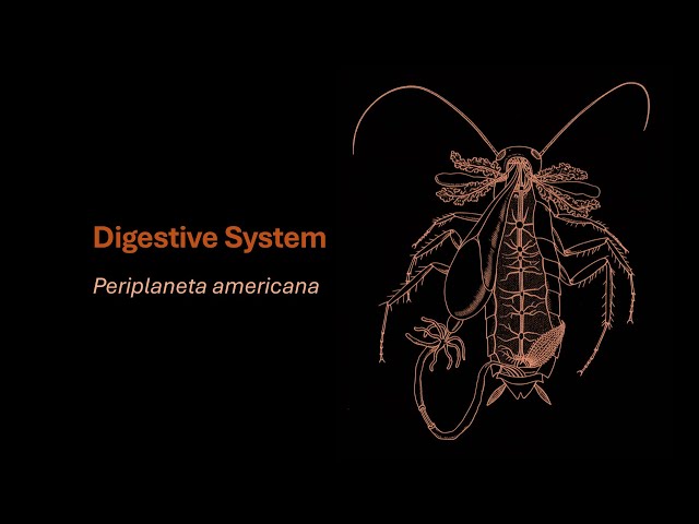 Digestive System | Periplaneta americana | Grade 11 | Zoology | Telangana