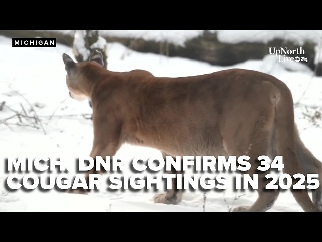 Michigan sees rise in cougar sightings, DNR investigates surge