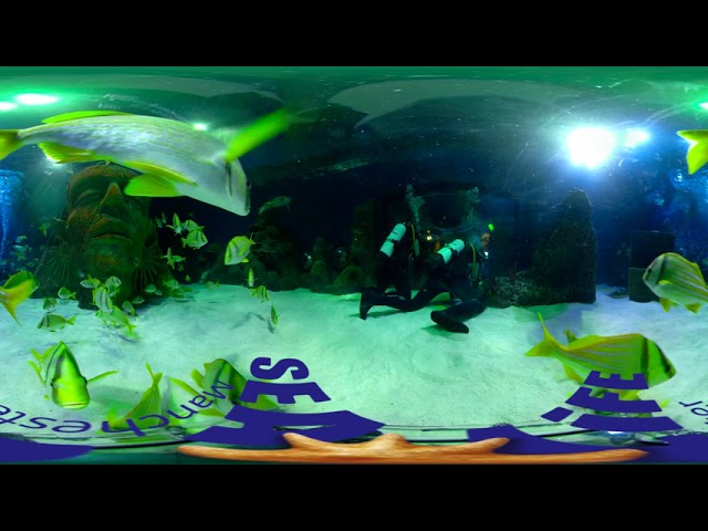 Underwater Window Cleaning @ SEA LIFE Manchester