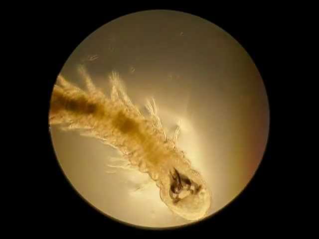 The Invisible Watery World of Plankton