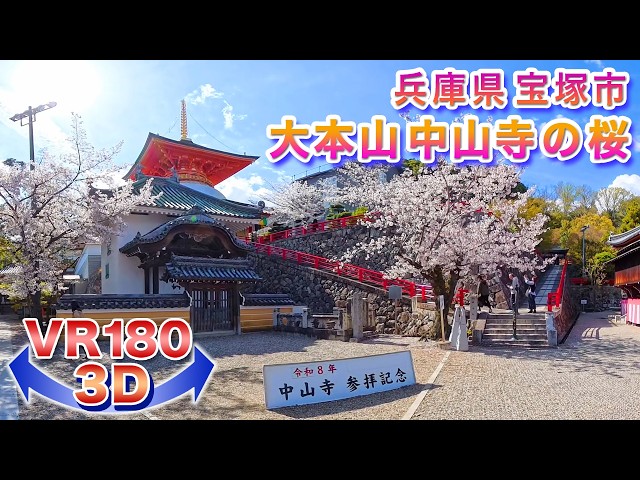 ＜VR180 3D＞2026年の桜!! 兵庫県宝塚市  大本山中山寺の桜【ゴーグル必須・立体視】