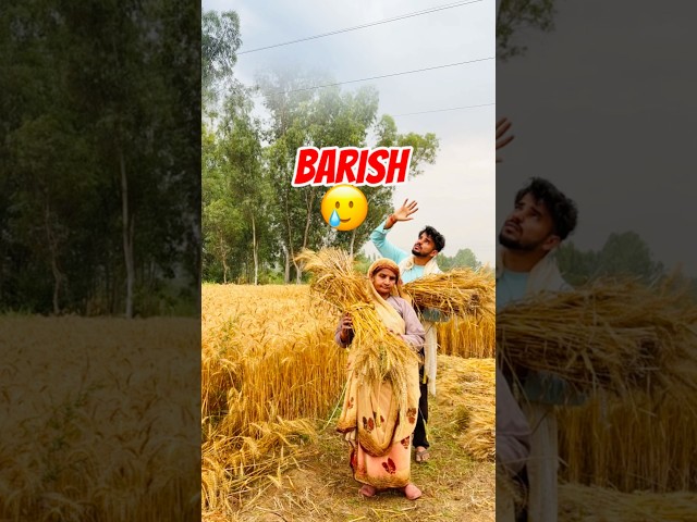 Wheat gets harvested in the rain 🥲 | #minivlog #shorts