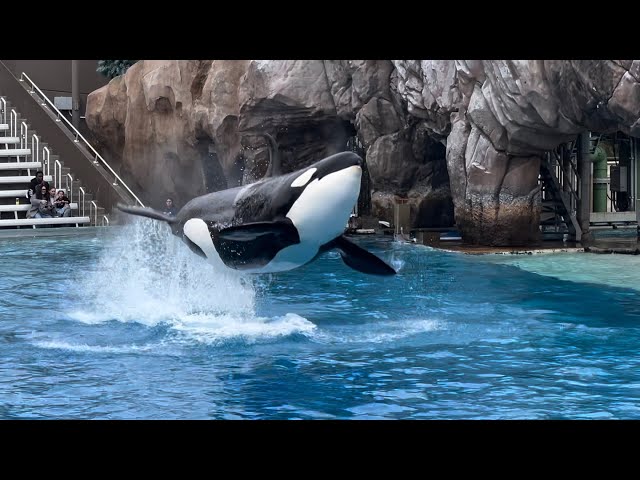 Orca Encounter (Full Show) 4K at SeaWorld San Diego December 21, 2024