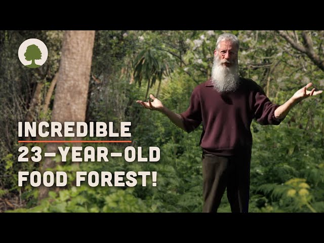 Couple Transform Land into an Amazing Permaculture Food Forest