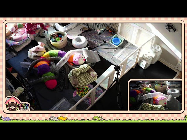 Ferret Time! 💜 !Rescue💛!Wiki