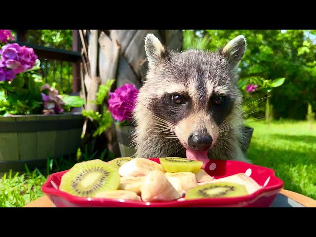 Raccoon Taste Tests Exotic Fruits!