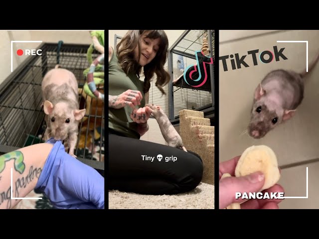 20 minutes of Rats to Soothe Your Soul | TikTok Compilation pt.4