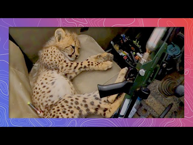 Saving the Cutest Cheetah | Wildlife in 360 VR