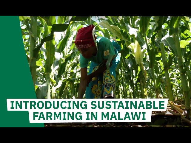 Does sustainable farming work? Bringing conservation agriculture to Malawi | Concern Worldwide