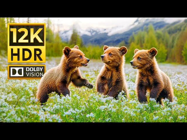 WONDERFUL ANIMALS 12K HDR 120FPS | mit Filmmusik (farbenprächtig dynamisch)