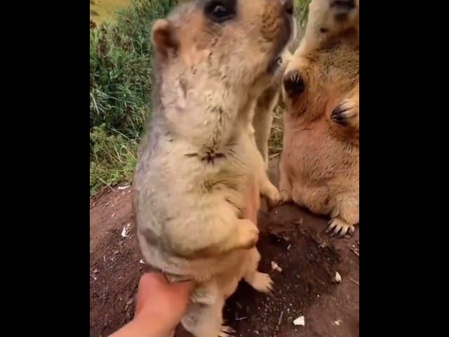 Who Is Big Fella? Stop Touching Me Bucko!