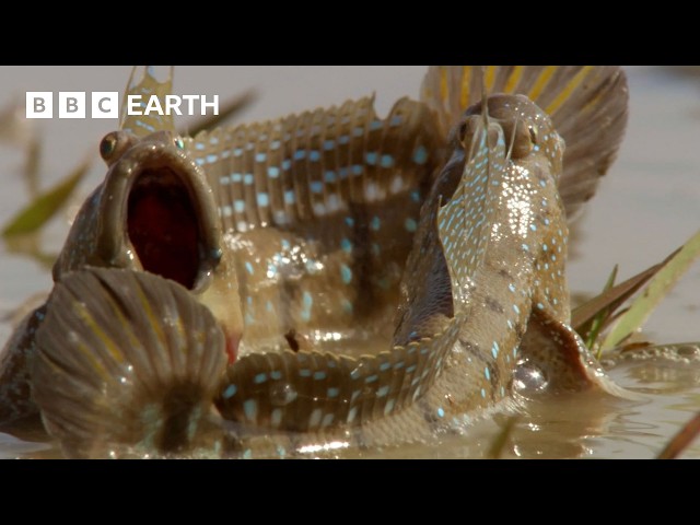 The Amazing Wildlife of India: The Ganges & Beyond | BBC Earth