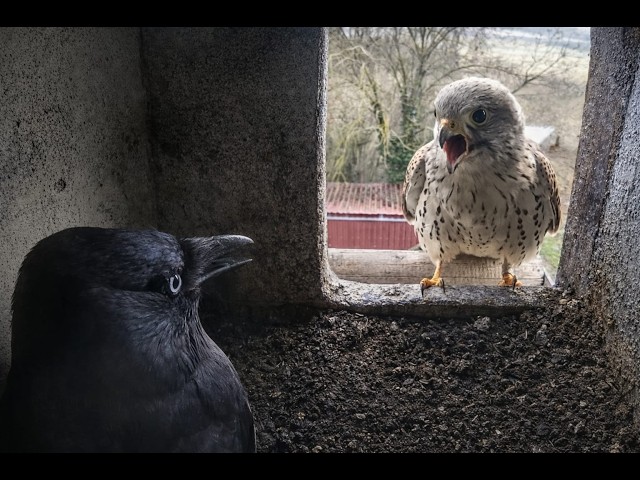 Turmfalke Ringo möchte seinen Kasten zurück - Storchennest Fohrde - 23.02.2026