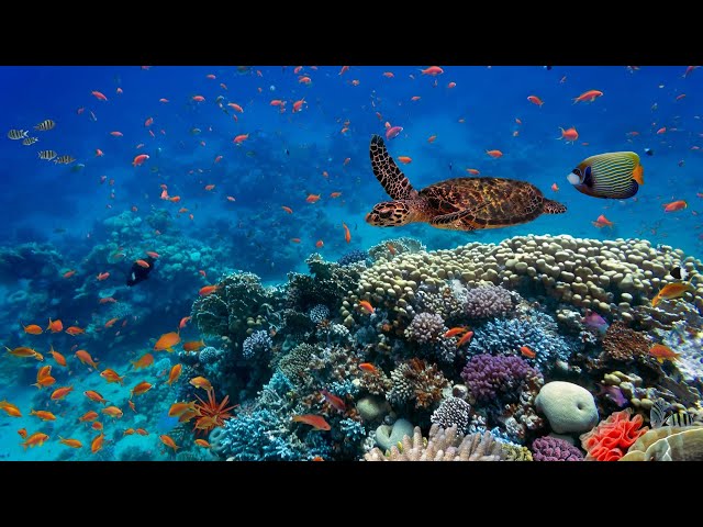 Conservation Ecology: Threats to Biodiversity