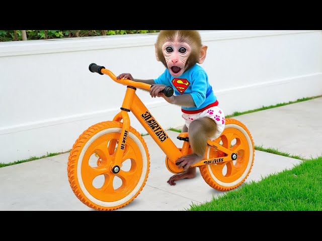 Macaco Bon Bon e o cachorrinho vão juntos ao supermercado para comprar um ovo gigante de cor azul