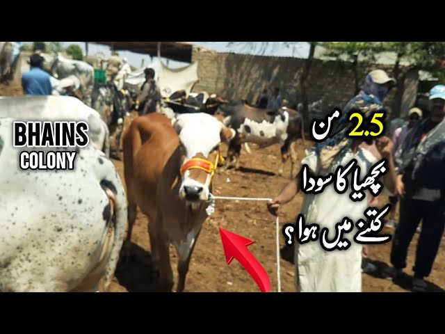 Bhains Colony Mandi Rates Update 04-Apr-2026 | Infotainment 