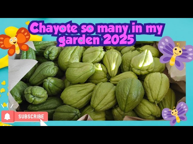 Quick guide planting chayote in Germany || Tasty chayote
