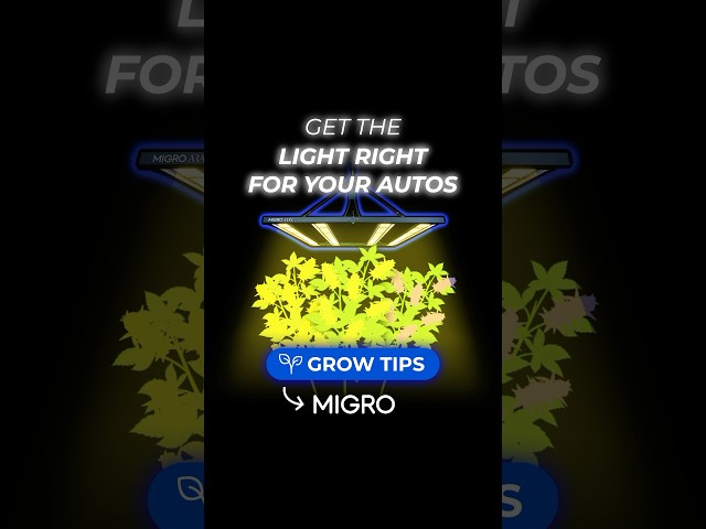 Beleuchtungsanforderungen für Autoflowers – PPFD & DLI