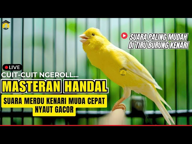 KENARI FIGHTER LANGSUNG RESPON DENGAR PANCINGAN SUARA KENARI GACOR #kenarijuara #canary #kicaumania