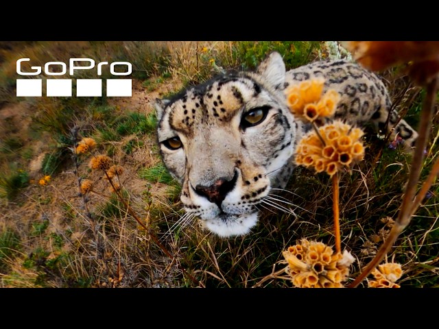Top 10 GoPro MAX Moments | Best of 360