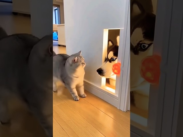 dog puppy cat pets challenge #funny #cat #dog #pets