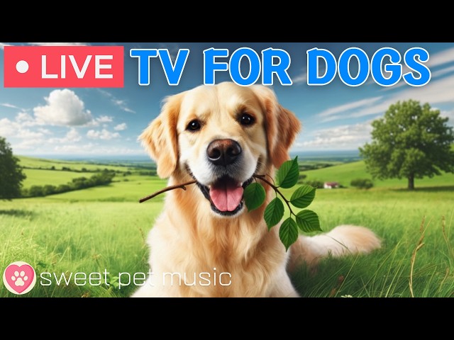 🔴24 Hours of Dog TV🎵🐶Relaxing Music for Dogs to Sleep🐾🩷Dog Separation Anxiety & Stress Relief Music