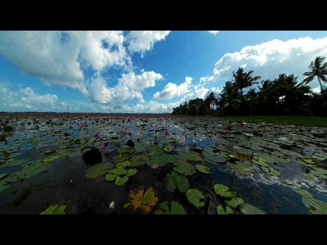 Kerala'sWaterLilies
