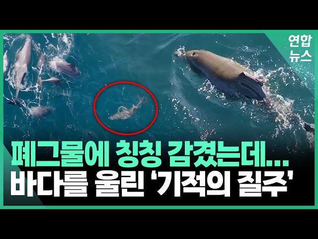 "Don't give up"... Baby dolphin survives 87 days, miraculous return / Yonhap News