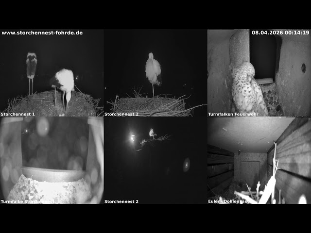 🔴 LIVE: Alle Kameras in 4K (Multiview) 🐦 Störche, Falken & Eulen - Storchennest Fohrde