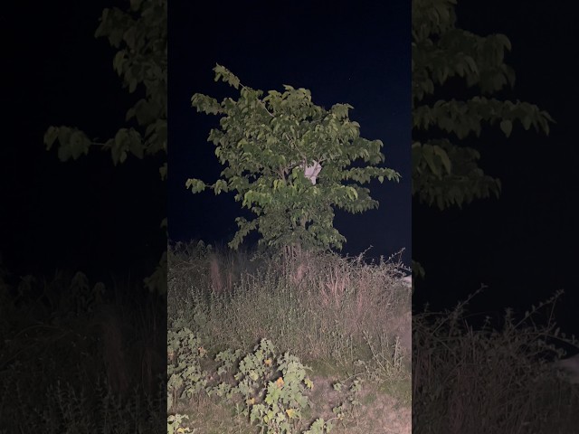 What Was That White Figure on the Tree… I Froze in Fear! 😨 #ghost #horror #scary #paranormal