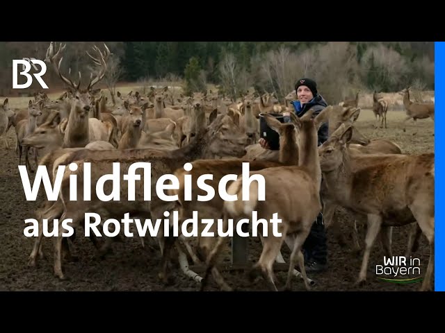Wildfleisch aus eigener Rotwildzucht: Direktvermarktung mit Familienmetzgerei | Wir in Bayern | BR