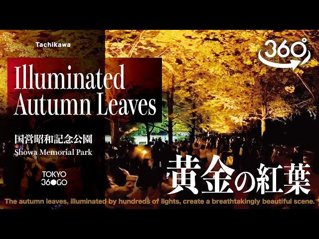 Illuminated Autumn Leaves.  Walk 360° 2024