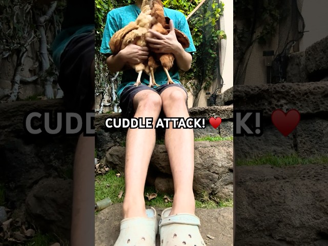 CUDDLE ATTACK! Two chickens jump for cuddles in fave spots