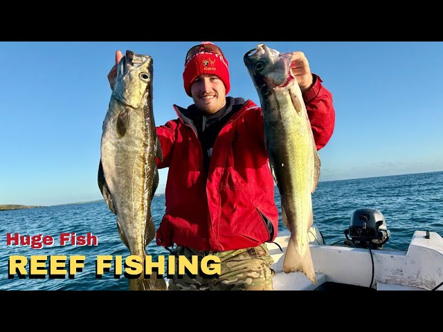 Offshore Reef Fishing for BIG Pollock in Courtmacsherry, West Cork 