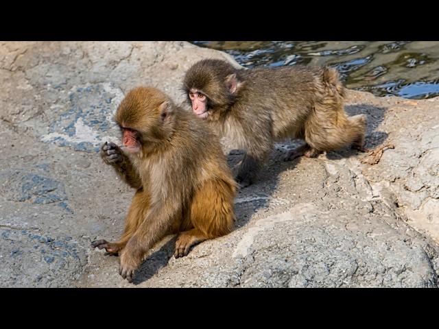 Regret following him! 🤣 Punch is shocked by friend's chaos!