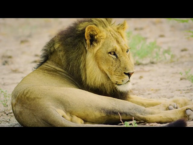 Animal Documentary 4K MOVİE HD 2021