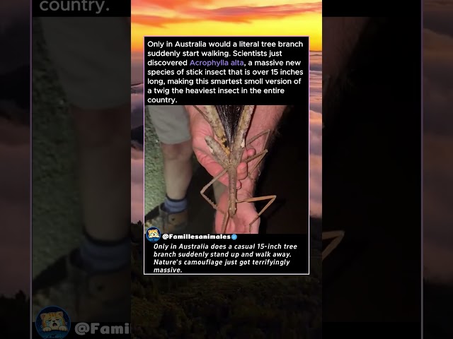 Australia's Newest Walking Nightmare