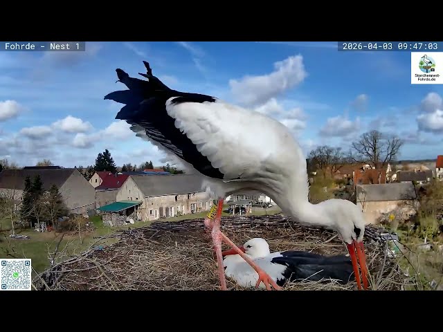 Otto der Baumeister, 15-mal am Vormittag holt er Baumaterial ran - Storchennest Fohrde